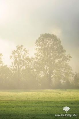 Bäume im Morgennebel