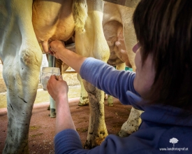 Kuhwarme Milch handgemolken