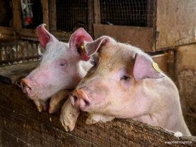 Neugierige Schweine im Stall