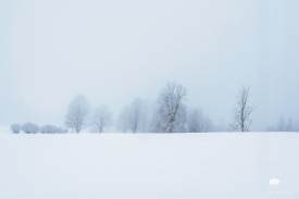 Winterbäume in Pfarrwerfen