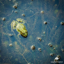 Froschkönig