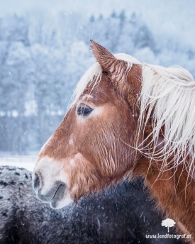 Nette Begegnung beim Spaziergang im Schnee.