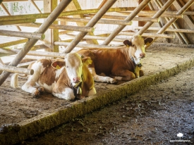 Ascherbauer Jungvieh auf der Niederalm